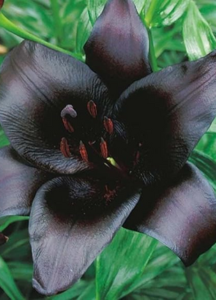 Night Rider Lily Seeds