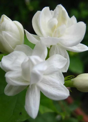 Silver Jasmine 80+ Climbing Flower Seeds - Non-GMO, Non-Virginic, Suitable for Planting in Gardens, Balconies & Floral Arrangements