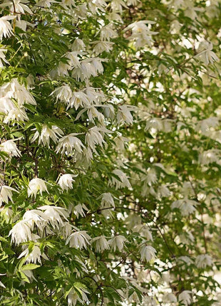 Clematis Macropetala
