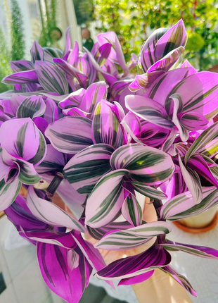 Oil Painting Spider Plant Seeds