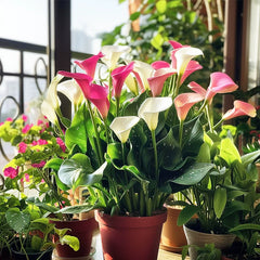 Collection image for: Lily