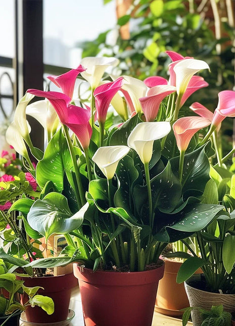 Calla Lily Seeds - Mixed - Beautiful Flowers Planting
