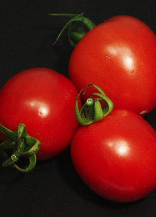 Garden Gem Tomatoes