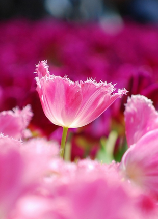 NEW!!!100pcs/ Bag-Tulip Seeds Garden Flower Plant Flowers