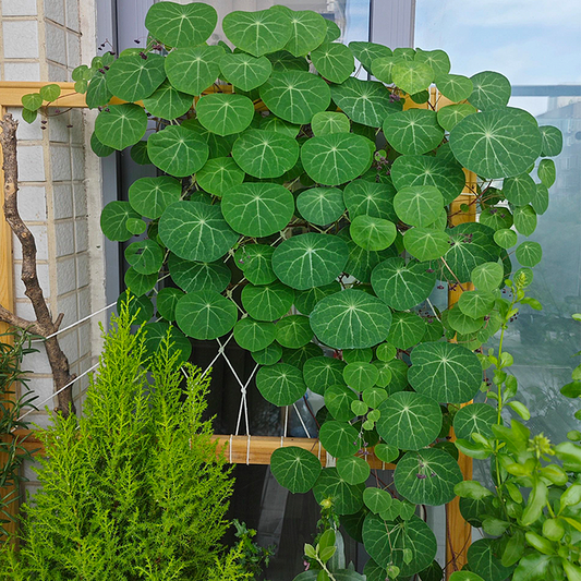 🌲Stephania Erecta Climbing Greenery🌿A Vine Adventure