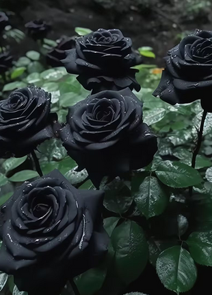 Rare Black Red Rose Flower Seeds