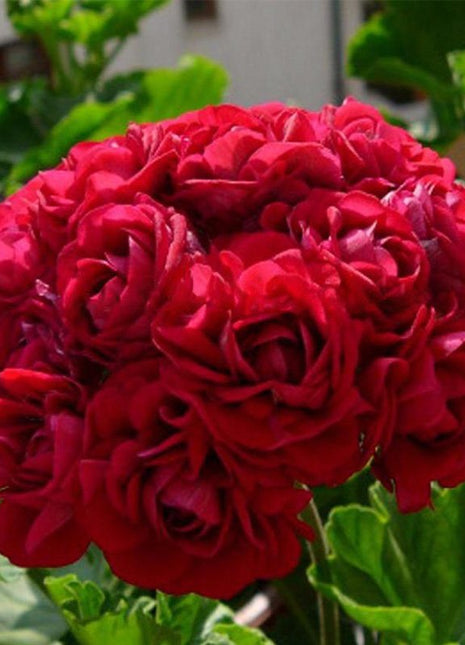 Red Apple Blossom Geranium Seeds