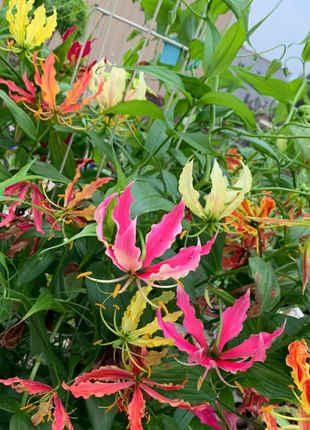 💐Gloriosa Lily—Life Never Dies, Passion Never Dies