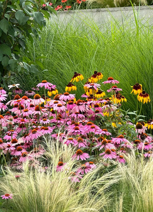 Coneflower Seeds (Echinacea)