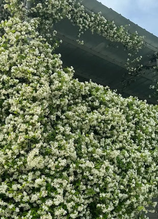 Mixed Climbing Flower Seeds -Over 30 kinds mixed