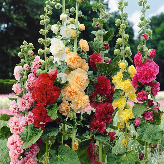 Double Hollyhock Seeds