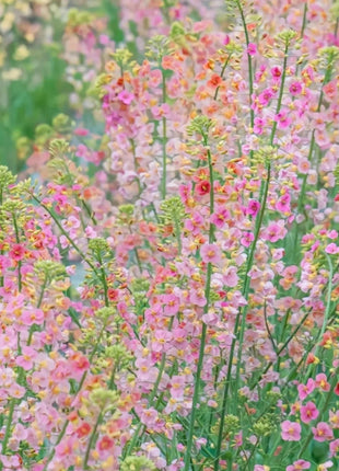 Colorful Rapeseed Flower Seeds