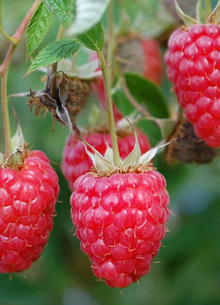 Raspberry Seeds