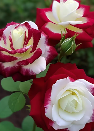Rare Twin Red White Rose Flower Seeds
