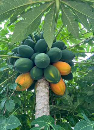 Red Heart Creamy Papaya Seeds