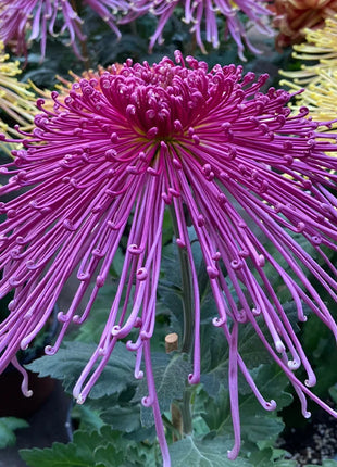 Rare Golden Chrysanthemum Seeds-Longevity Flower💞