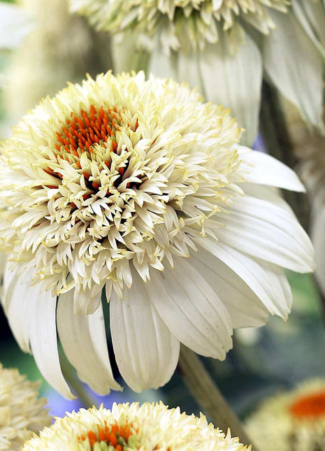 Echinacea purpurea 'Milkshake' (Coneflower)