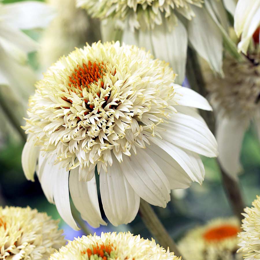 Echinacea purpurea 'Milkshake' (Coneflower)