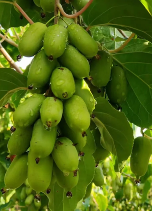 Soft Date Kiwi Seeds