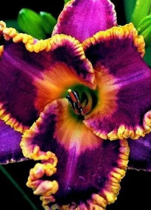 Daylily Hybrid Flowers Seed