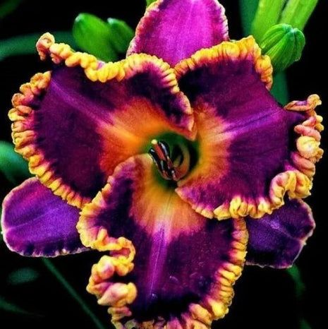 Daylily Hybrid Flowers Seed