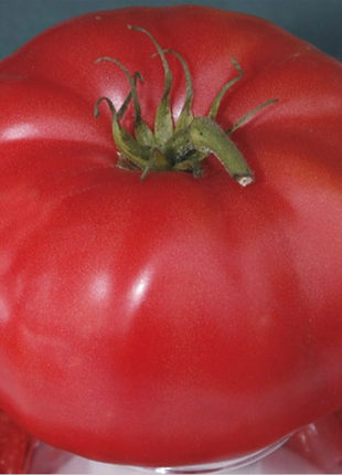 Giant Monster Tomato Seeds