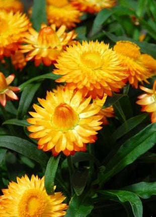 STRAWFLOWER SEEDS - GOLDEN YELLOW