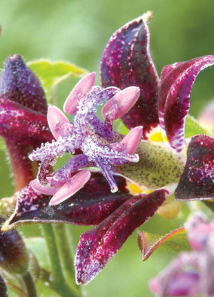 Raspberry Mousse Toad Lily