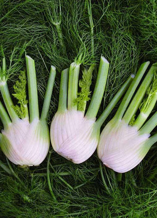 Bulbing Fennel