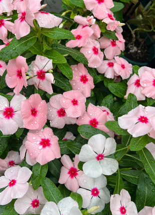 🌸Periwinkle—Blooms All Year Round