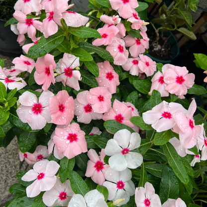🌸Periwinkle—Blooms All Year Round