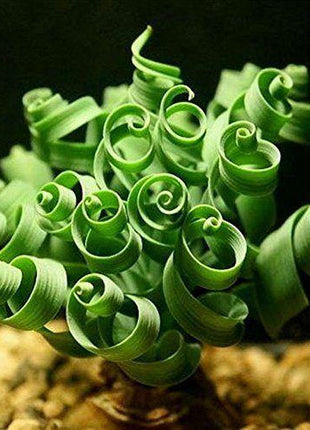 Egrow 100Pcs/Bag Sprial Grass Seeds Green Succulents Plants Garden DIY Bonsai Potted Flower Seed