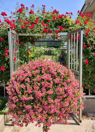 🌸Little Hibiscus Syriacus Seeds