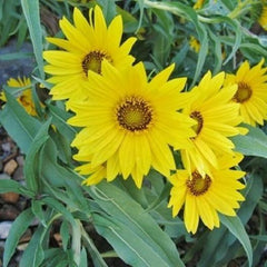 Collection image for: Sunflower