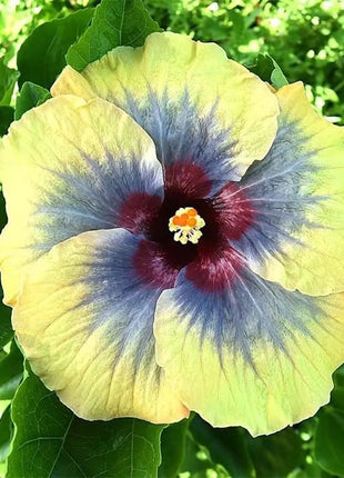 Mixed Giant Ombre Hibiscus Exotic Coral Flowers Seeds