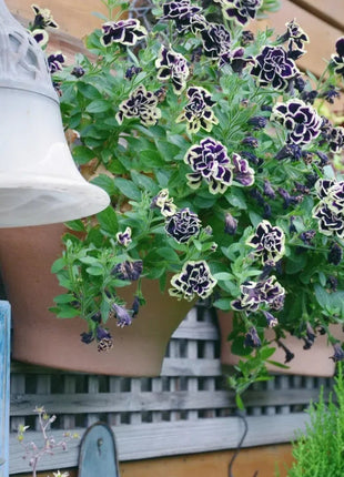 Double Petunia Seeds