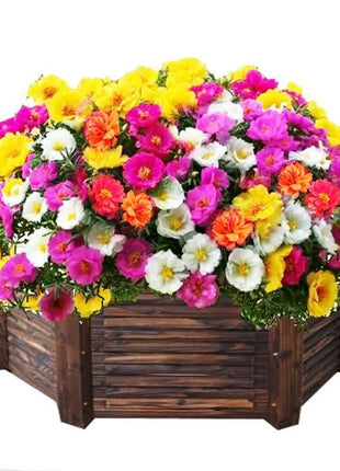 10000 Pcs Muti-color Double Petal Sun Flower Seeds