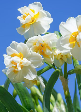 Daffodil Bulbs - All Star Mix