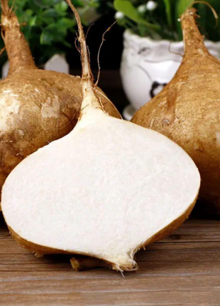 Jicama Pachyrhizus Erosus Seeds