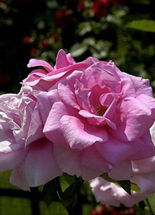 Pink Lady Rose Climbing Seeds