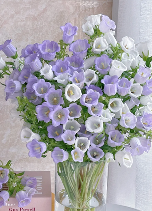 Campanula-Blessings From Afar