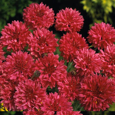 Red Centaurea Cyanus Flower Seeds