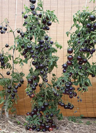 50/100 Organic Indigo Rose Tomato Seeds, Heirloom, Non-GMO, Solanum Lycopersicum