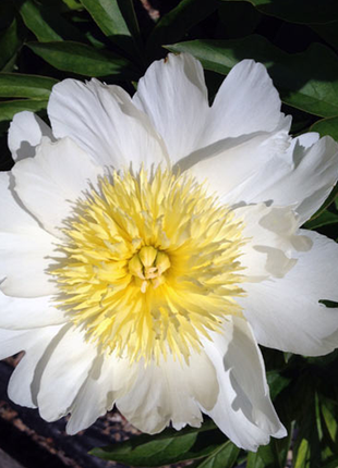 White Lily Calendula Flower Seeds