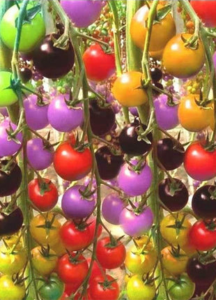 Colorful Cherry Tomatoes Seeds