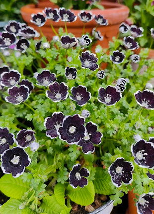 Baby Blue Eyes Seeds