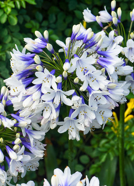 🎁New Year Sale🎁Agapanthus 'Twister'
