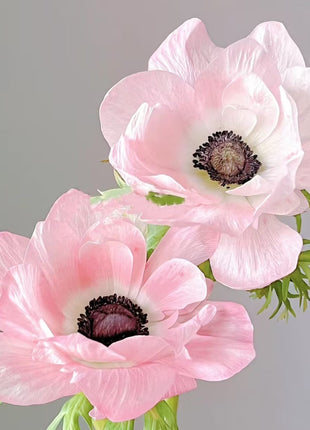 Anemone Seeds