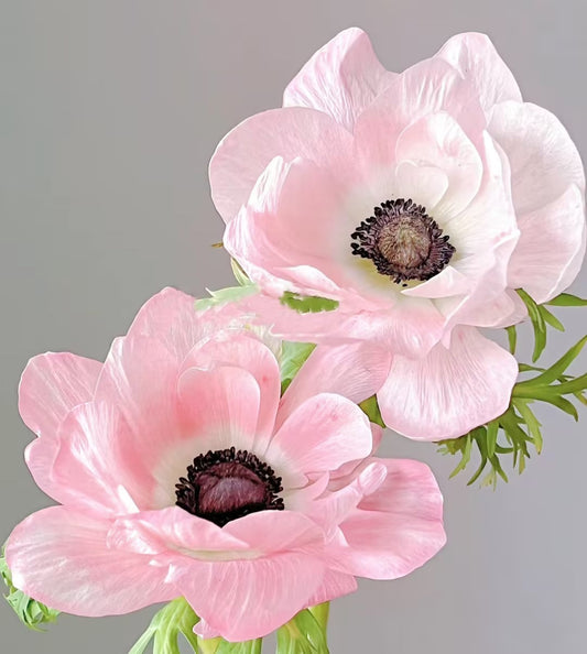 Anemone Seeds