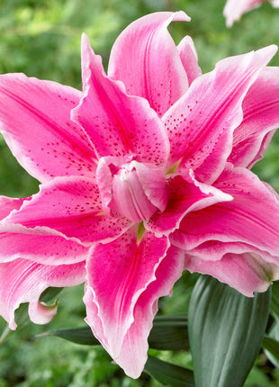 Multicolor Lily Seeds